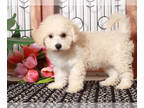 Poochon PUPPY FOR SALE ADN-838756 - Thor Male Poochon