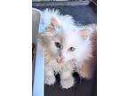 Phineas, Domestic Longhair For Adoption In Howell, Michigan