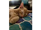 Dennis, Domestic Shorthair For Adoption In St Cloud, Florida