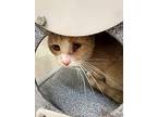 Sweets, Domestic Shorthair For Adoption In Fruit Heights, Utah