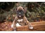 Boxer Puppy for sale in South Bend, IN, USA