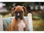 Boxer Puppy for sale in South Bend, IN, USA