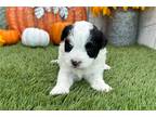 Havanese Puppy for sale in South Bend, IN, USA