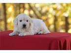 Golden Retriever Puppy for sale in Fort Wayne, IN, USA