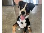 Greater Swiss Mountain Dog PUPPY FOR SALE ADN-839049 - Rocky