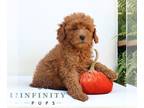 Goldendoodle (Miniature) PUPPY FOR SALE ADN-839235 - f1bb Mini Goldendoodle