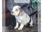 Beabull PUPPY FOR SALE ADN-839228 - f1 Beabull