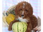 Cavapoo PUPPY FOR SALE ADN-839217 - f1b Cavapoo