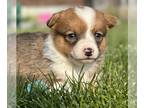 Pembroke Welsh Corgi PUPPY FOR SALE ADN-839185 - Corgi Babies