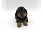 Dachshund PUPPY FOR SALE ADN-839100 - Akc Miniature Dachshund