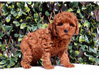 Poodle (Toy) PUPPY FOR SALE ADN-839065 - Red Toy Poodle Puppy Girl