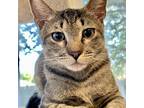 Bumble 2+, Domestic Shorthair For Adoption In Fort Worth, Texas