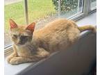 Miss Molly, Domestic Shorthair For Adoption In Virginia Beach, Virginia