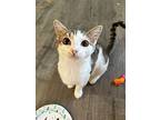 Rango, Domestic Shorthair For Adoption In Colmar, Pennsylvania