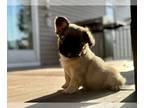 French Bulldog PUPPY FOR SALE ADN-839400 - Sunshine