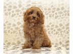 Cavapoo PUPPY FOR SALE ADN-839285 - George