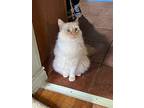 Peaches, Siamese For Adoption In Chatsworth, California