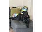 Kai, Labrador Retriever For Adoption In Dana Point, California