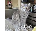 Toula Portokatos (courtesy Post), Domestic Longhair For Adoption In Council