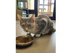 Zion, Domestic Shorthair For Adoption In Cincinnati, Ohio