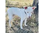 Casper, American Pit Bull Terrier For Adoption In Albany, Missouri