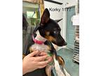 Korky, Rat Terrier For Adoption In Chico, California