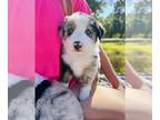 Miniature Australian Shepherd PUPPY FOR SALE ADN-839617 - Mini Aussie