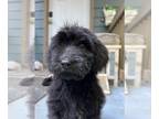 Goldendoodle PUPPY FOR SALE ADN-839574 - Roxy