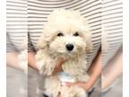 Poodle (Toy) PUPPY FOR SALE ADN-839545 - 3m old Toy poodle female