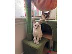 Alice, Siamese For Adoption In Oceanside, California