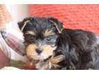 DHG Yorkshire Terrier Puppies