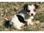 Yorkshire Terrier Puppy for sale in Oklahoma City, OK, USA