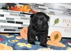 Cairn Terrier Puppy for sale in Springfield, MO, USA