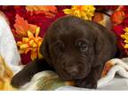 Labrador Retriever Puppy for sale in Springfield, MO, USA