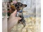 Chihuahua PUPPY FOR SALE ADN-839836 - Debs Calif Chis BLUEJAY