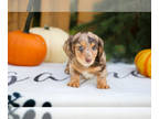 Dachshund PUPPY FOR SALE ADN-839697 - Stunning Long Haired Mini Dachshunds