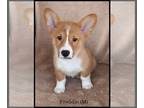 Pembroke Welsh Corgi PUPPY FOR SALE ADN-839681 - Corgi puppies