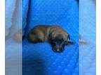 Belgian Malinois PUPPY FOR SALE ADN-839817 - AKC green collar male