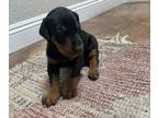 Doberman Pinscher PUPPY FOR SALE ADN-839795 - AKC European Doberman Puppy