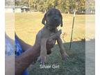 Rhodesian Ridgeback PUPPY FOR SALE ADN-839771 - AKC Rhodesian Ridgeback Female