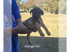 Rhodesian Ridgeback PUPPY FOR SALE ADN-839766 - AKC Rhodesian Ridgeback Female