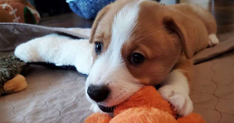 Pembroke Welsh Corgi Puppy for sale in Bluefield, WV, USA