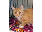 Pumpkin, Domestic Shorthair For Adoption In Fremont, Nebraska