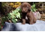 Labrador Retriever Puppy for sale in Springfield, MO, USA