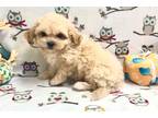 Shih-Poo Puppy for sale in Cedar Rapids, IA, USA