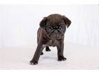 Pug Puppy for sale in South Bend, IN, USA