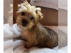 Morkie PUPPY FOR SALE ADN-840294 - Morkie puppies for sale