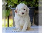 Goldendoodle (Miniature) PUPPY FOR SALE ADN-840156 - Mini Goldendoodle