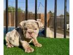 English Bulldog PUPPY FOR SALE ADN-840154 - LILAC Tan Tri Merle English Bulldog