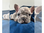 French Bulldog PUPPY FOR SALE ADN-840104 - LILAC MERLE ISABELLA CARRIER